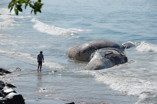 A man stands on a beach in front of a beached whale that has washed up on the shore